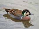 Baikal Teal (WWT Slimbridge June 2009) - pic by Nigel Key